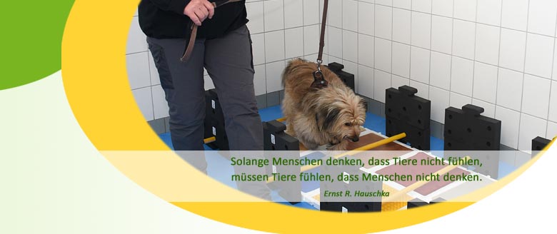 Herzlich willkommen bei der Hundephysiotherapie Mussenbrock in Dülmen